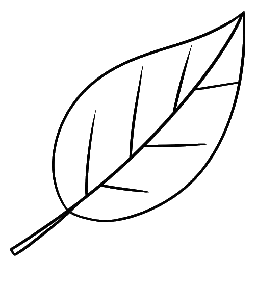 KSM-66® Ashwagandha